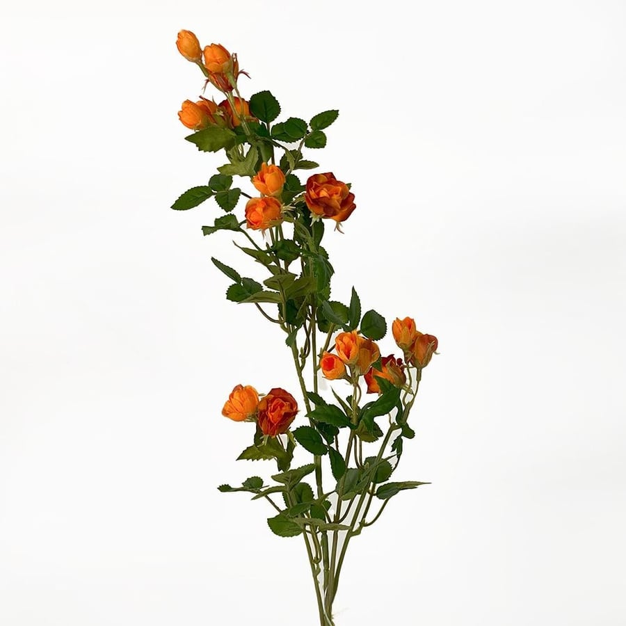 An orange rose branch