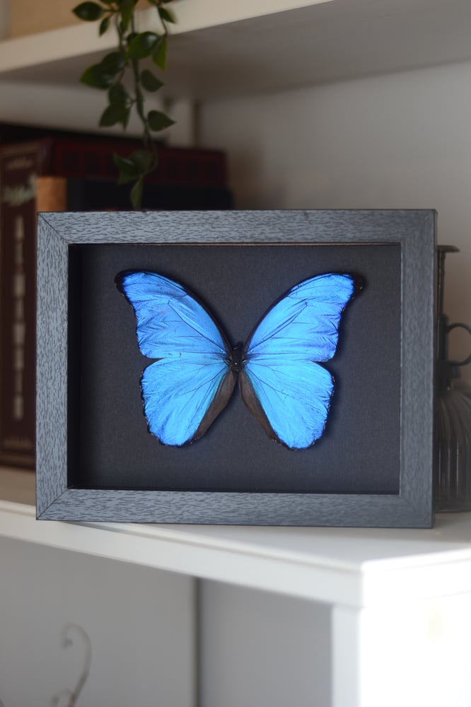 فراشة المورفو في إطار متوسط 17x22 سم