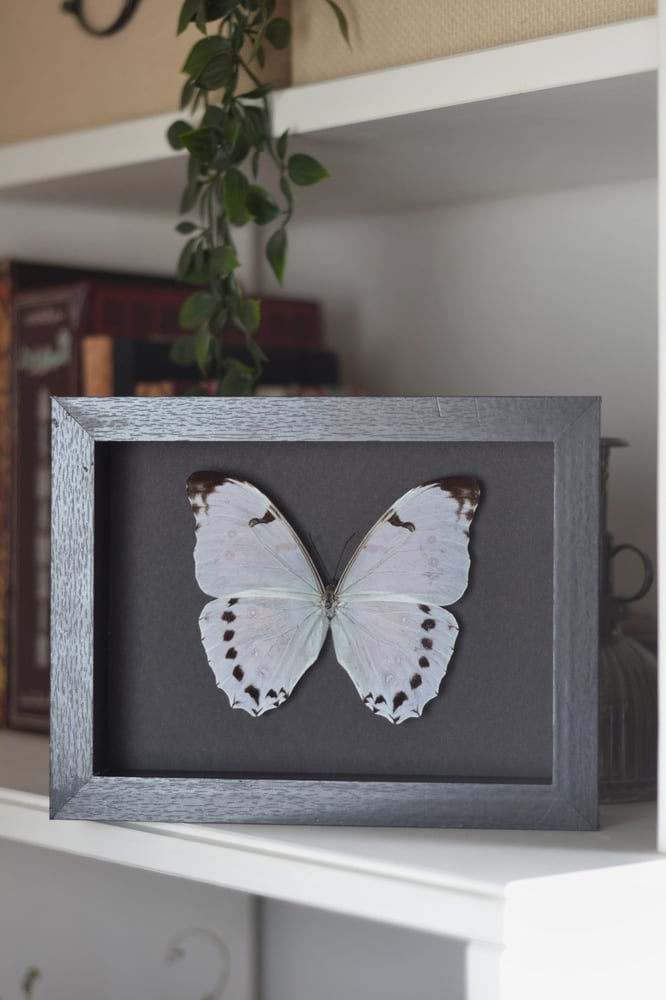 فراشة مورفو لونا في اطار متوسط 17x22 سم