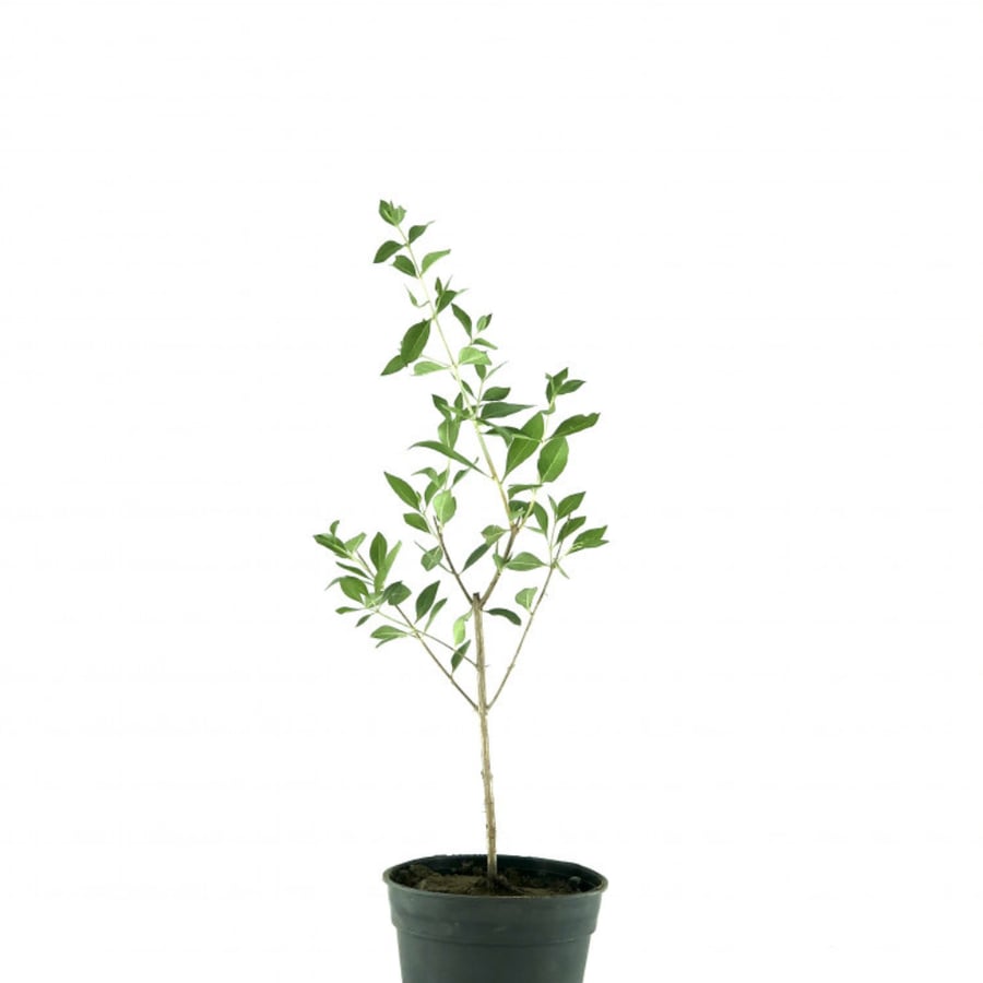 حنه بلدي Lawsonia Inermis