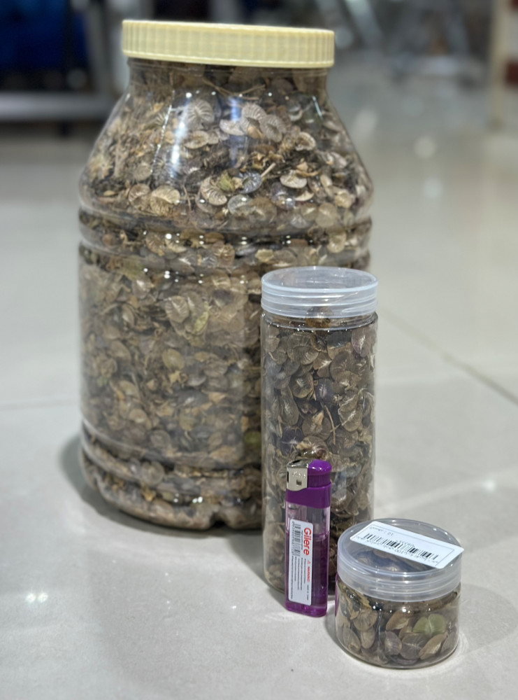 بذور خزامى