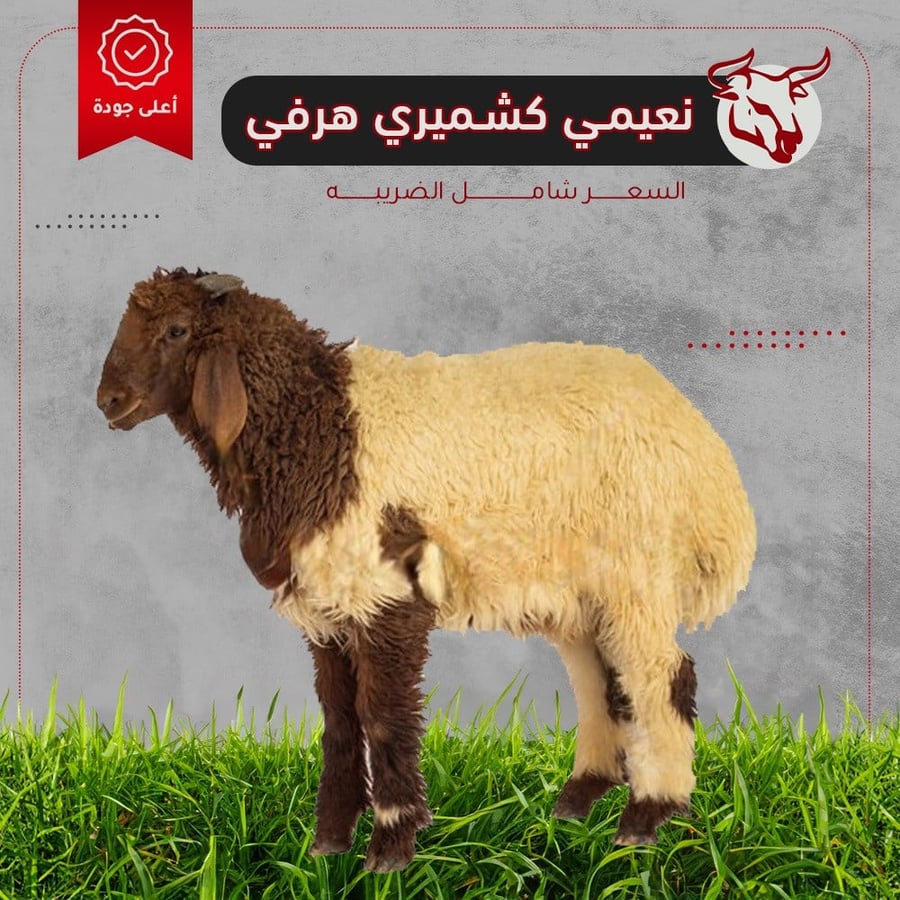 نعيمي هرفي