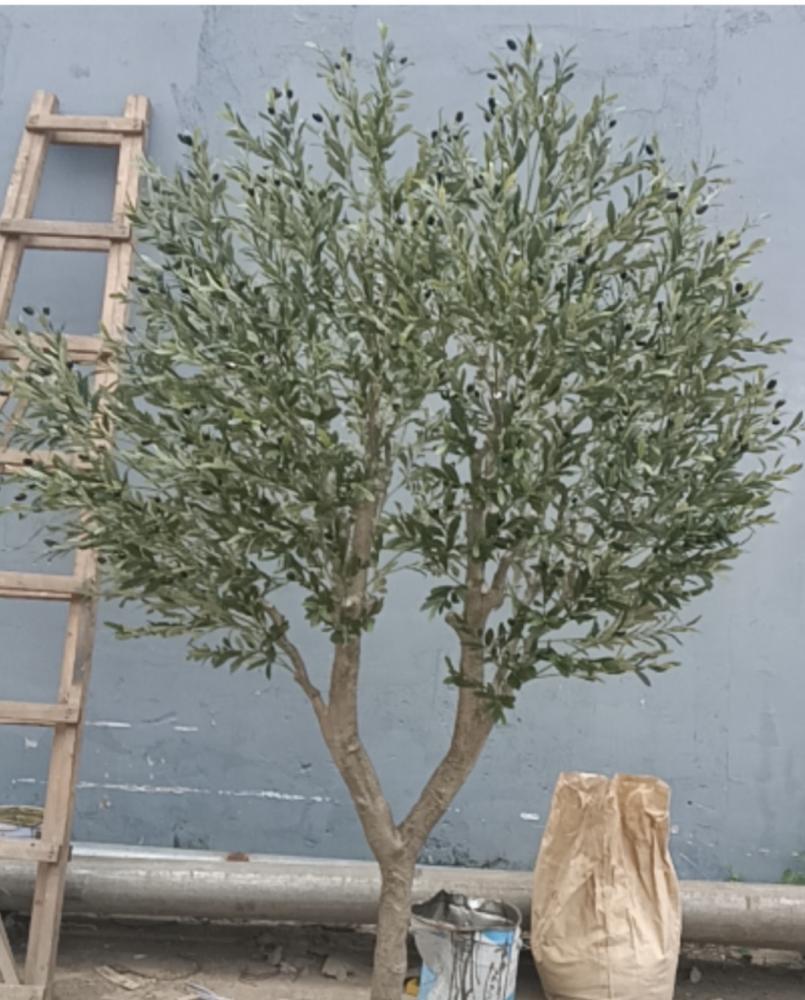 شجرة زيتون ٢٣٠