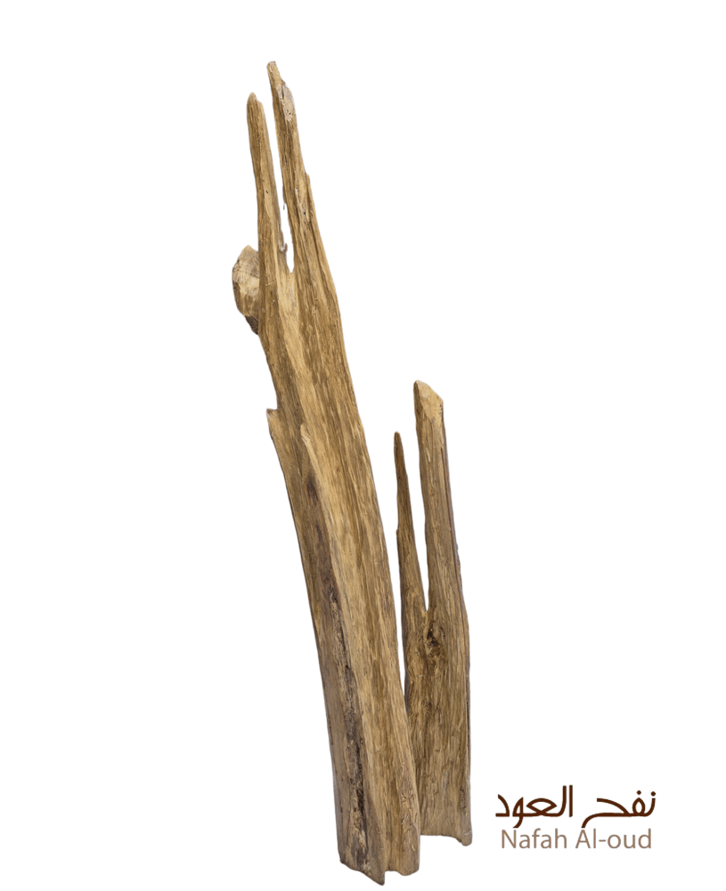 عود طبيعي كلمنتان (ديكور)
