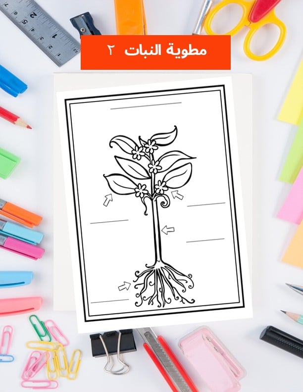 نشاط اجزاء النبات - صفحتين
