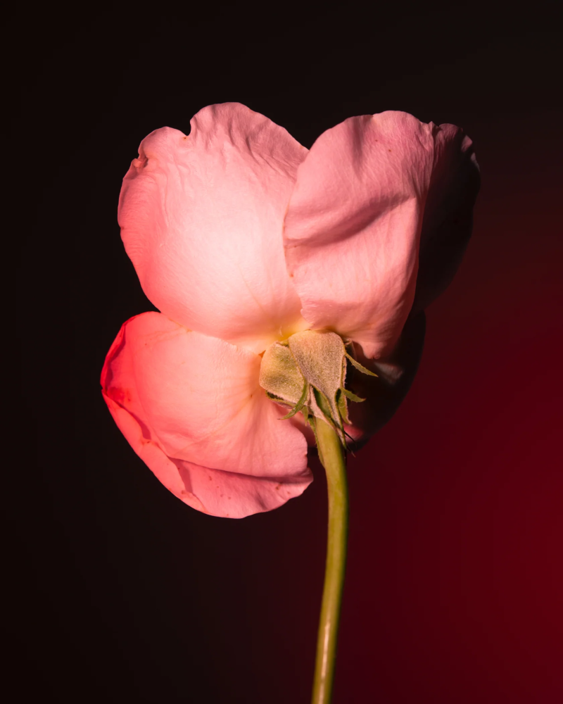 TABAC ROSE 100ML