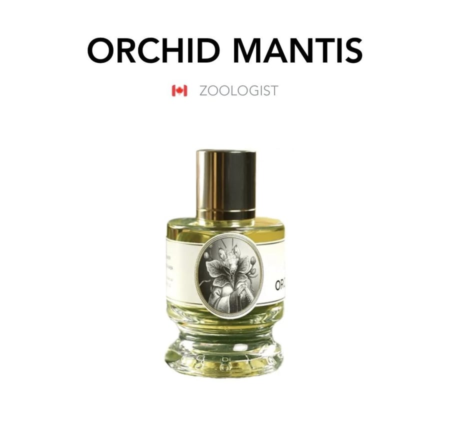 Orchid Mantis - Zoologist