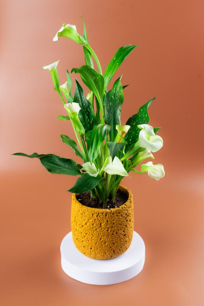 Lily of Peace - Concrete