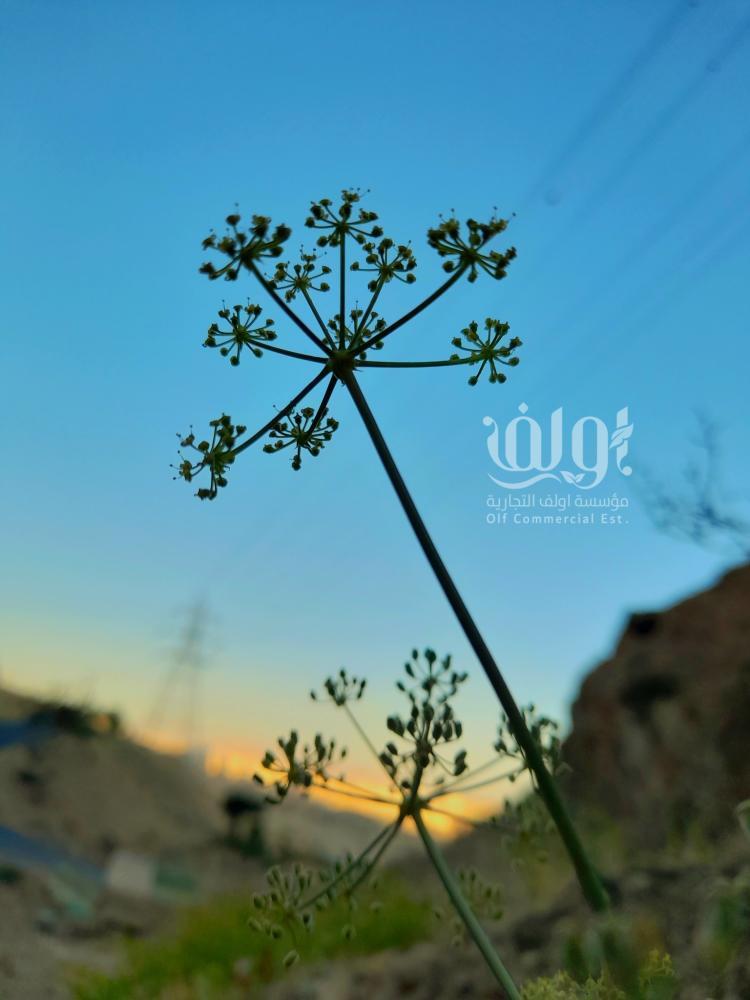 حزاء