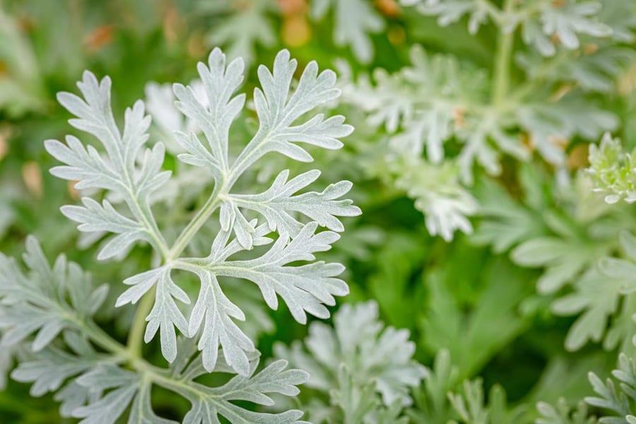 بذور الشيح artemisia sieberi Besser