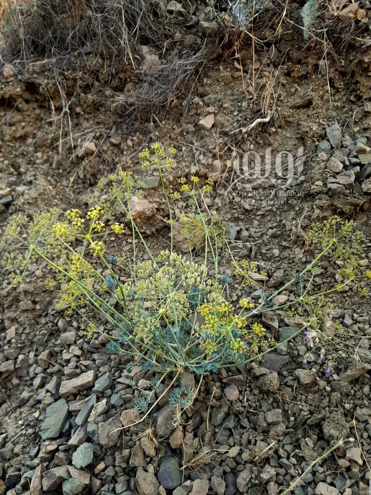 بذور عشبة الحزاء  Ducrosia anethifolia