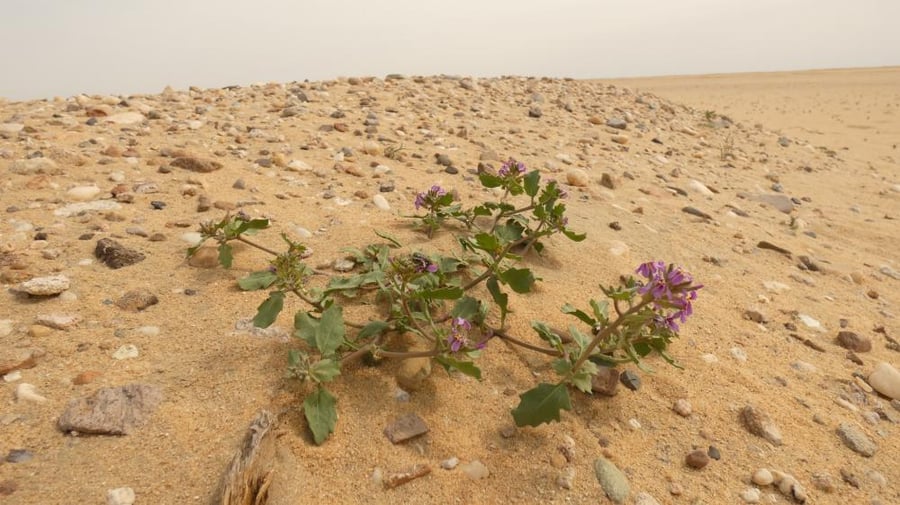 بذور الخزامى البري - Horwoodia Dicksoniae Turrill