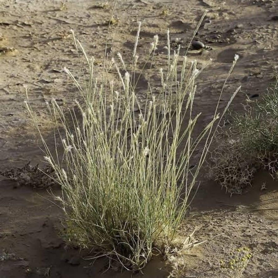 بذور عشبة الضعه, Lasiurus scindicus