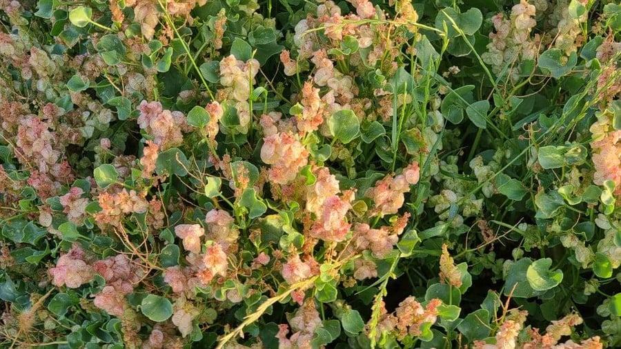 الحميض او حماض Rumex vesicarius