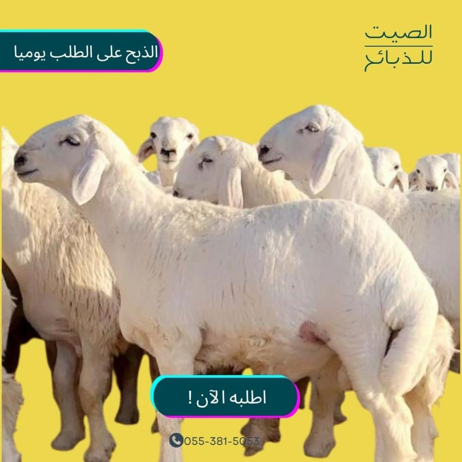 حري هرفي صغير- الصيت للذبائح