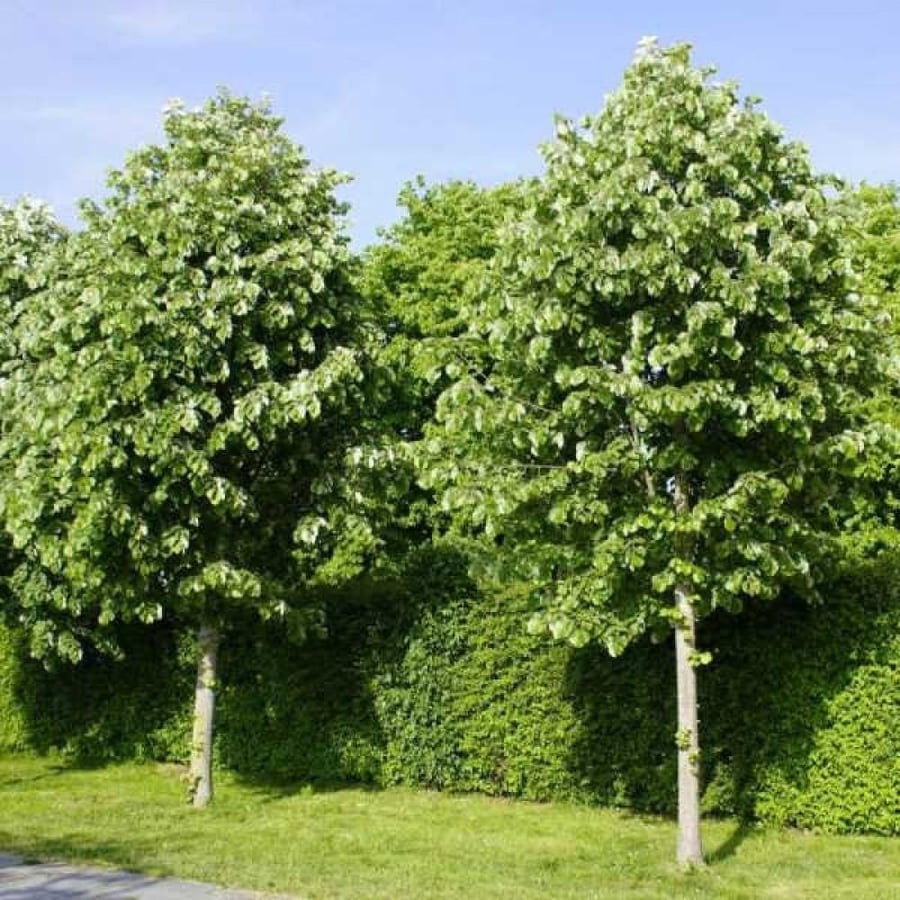 seeds of Tilia tomentosa