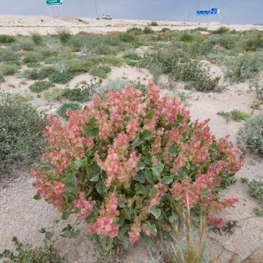 شجيرة الحميض