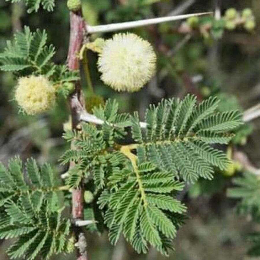بذور الطلح العراقي ( Acacia gerrardii var.iraquensis )