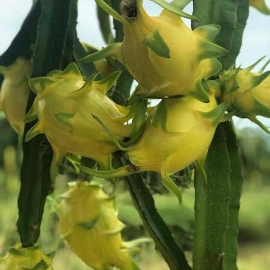 بذور فاكهة التنين - دراجون أصفر ( Selenicereus undatus )