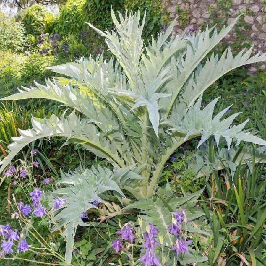 بذور الخرشوف الشوكي ( cynara cardunculus )