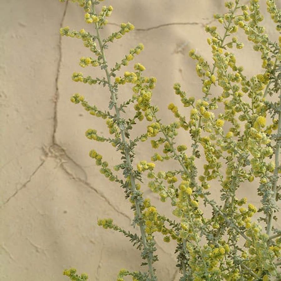 عشبة البعيثران شيح العطارين