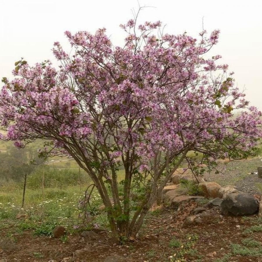 بذور البوهينيا - خف الجمل ( Bauhinia variegata )