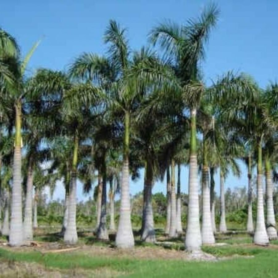 بذور النخيل الملوكي ( Roystonea regia )