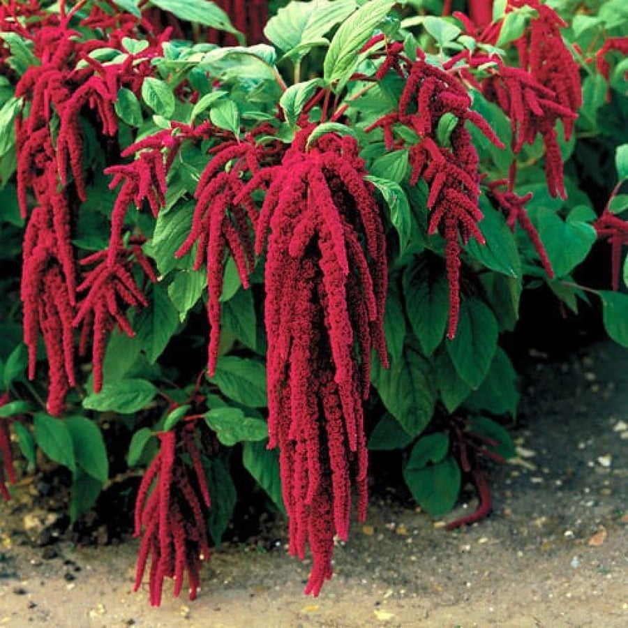 بذور Amaranthus caudatus