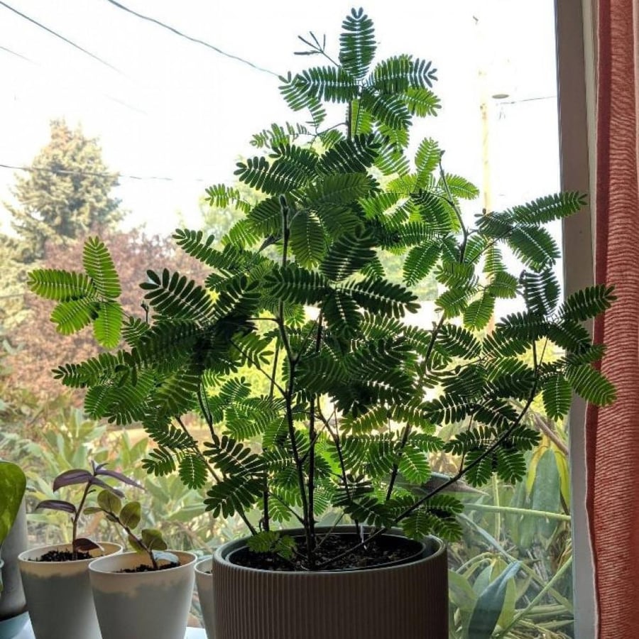 بذور شجيرة الخجولة - ميموزا بوديكا ( Mimosa pudica )