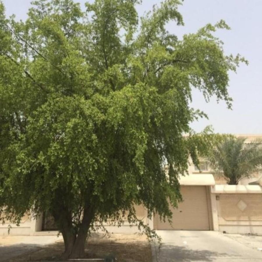 بذور السدر الجبلي المقشور ( ziziphus glabrata )