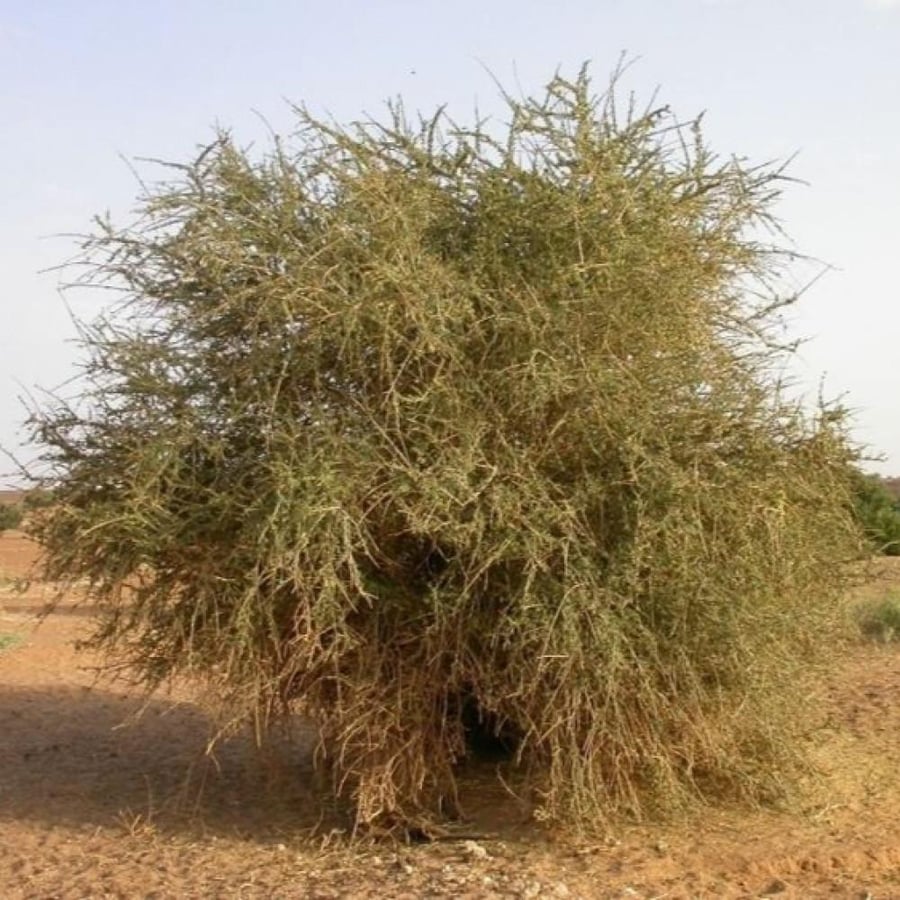 طريقة زراعة شجرة السرح