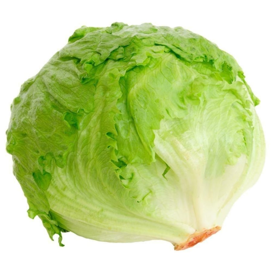 seeds of Crisphead Iceberg Lettuce