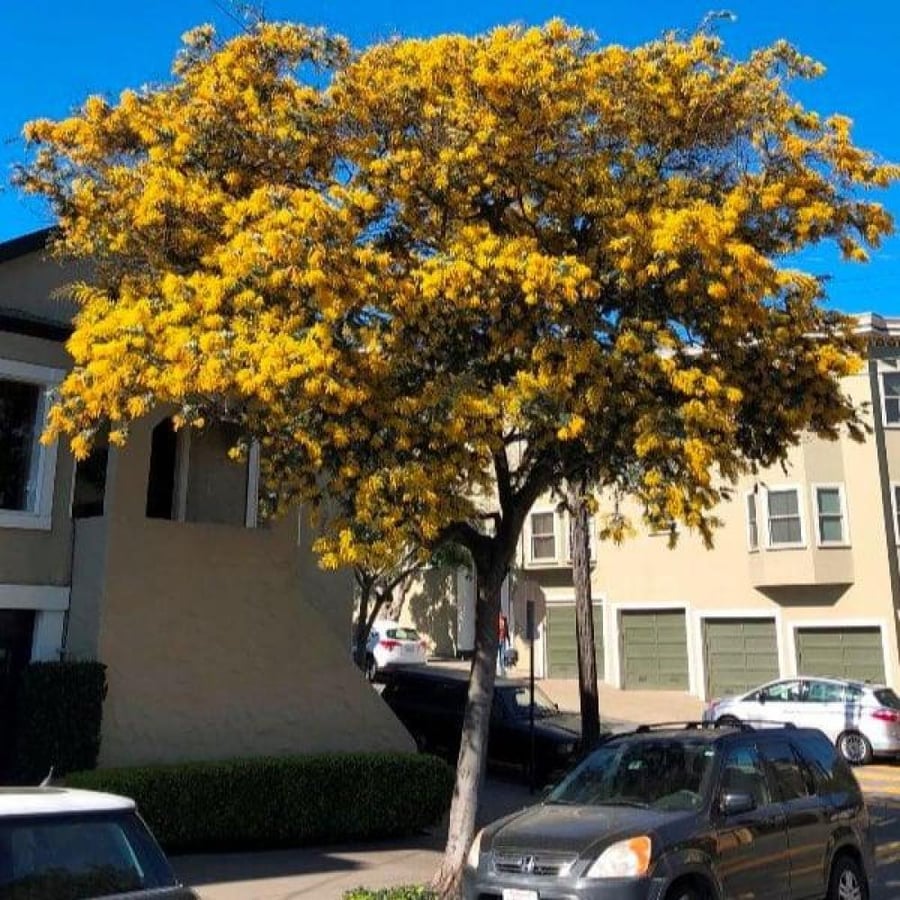 بذور أكاسيا بيليانا ( Acacia baileyana )