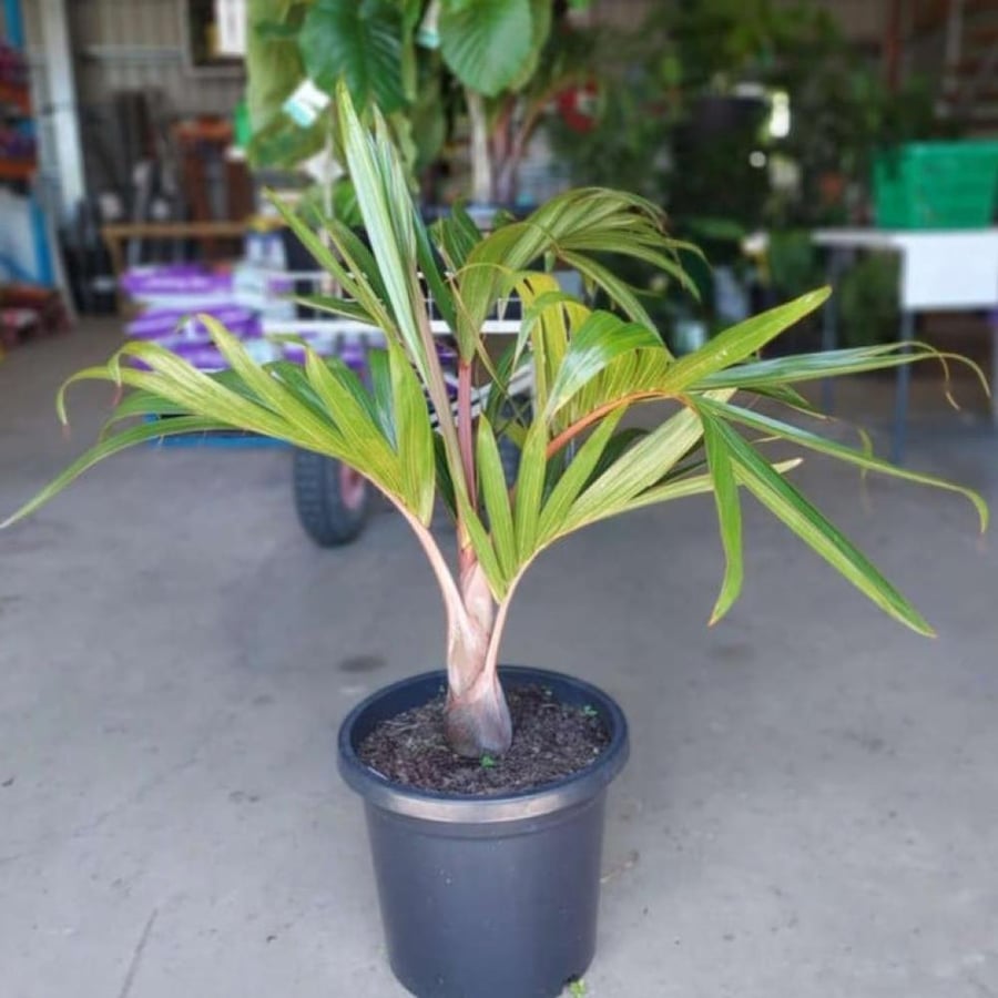 بذور نخيل الزجاجة - بوتل ( Hyophorbe lagenicaulis )