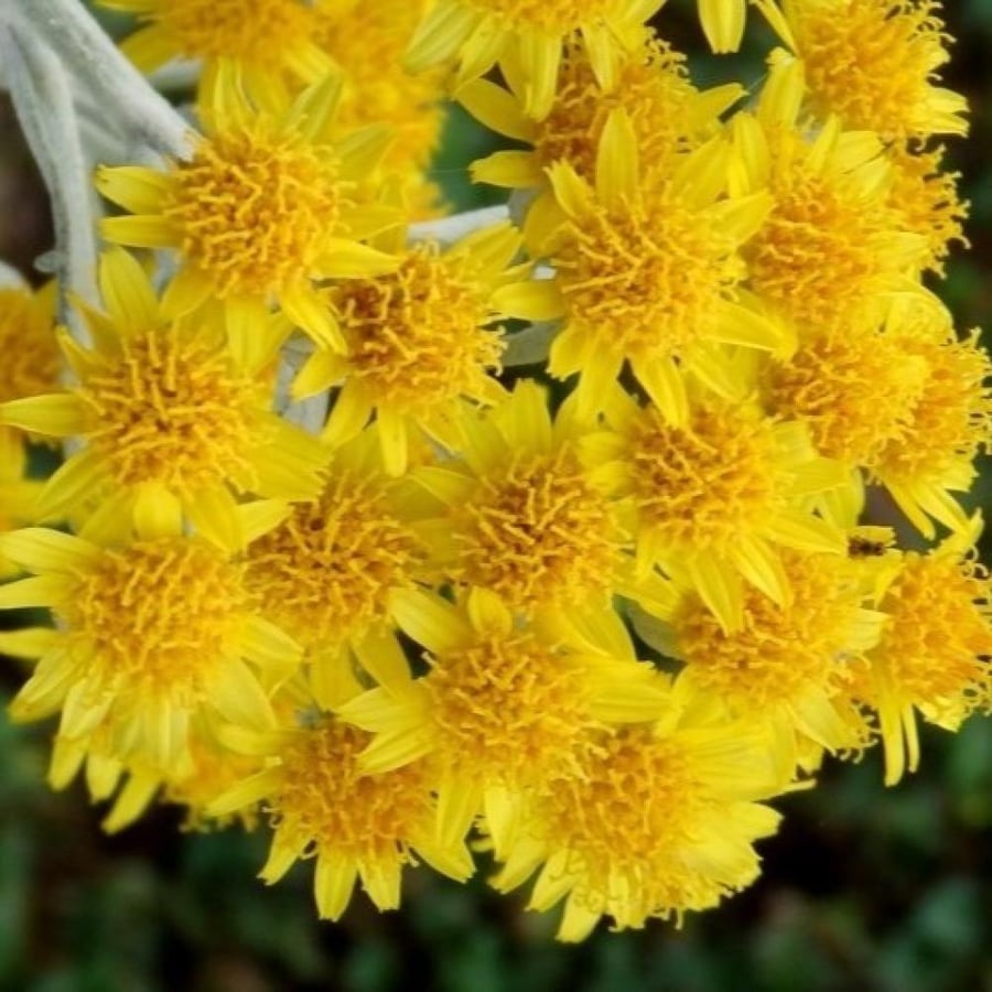 بذور الشيخة الفضية ( Jacobaea maritima )