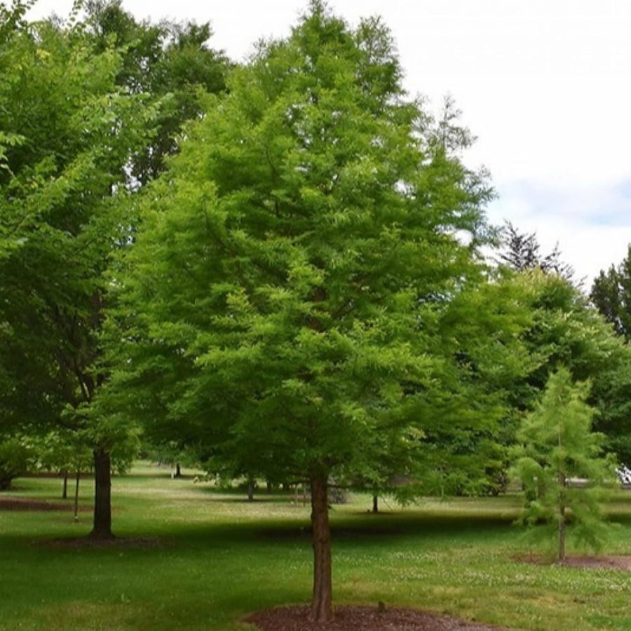 بذور شجرة تاكسوديم ( Taxodium Distichum )
