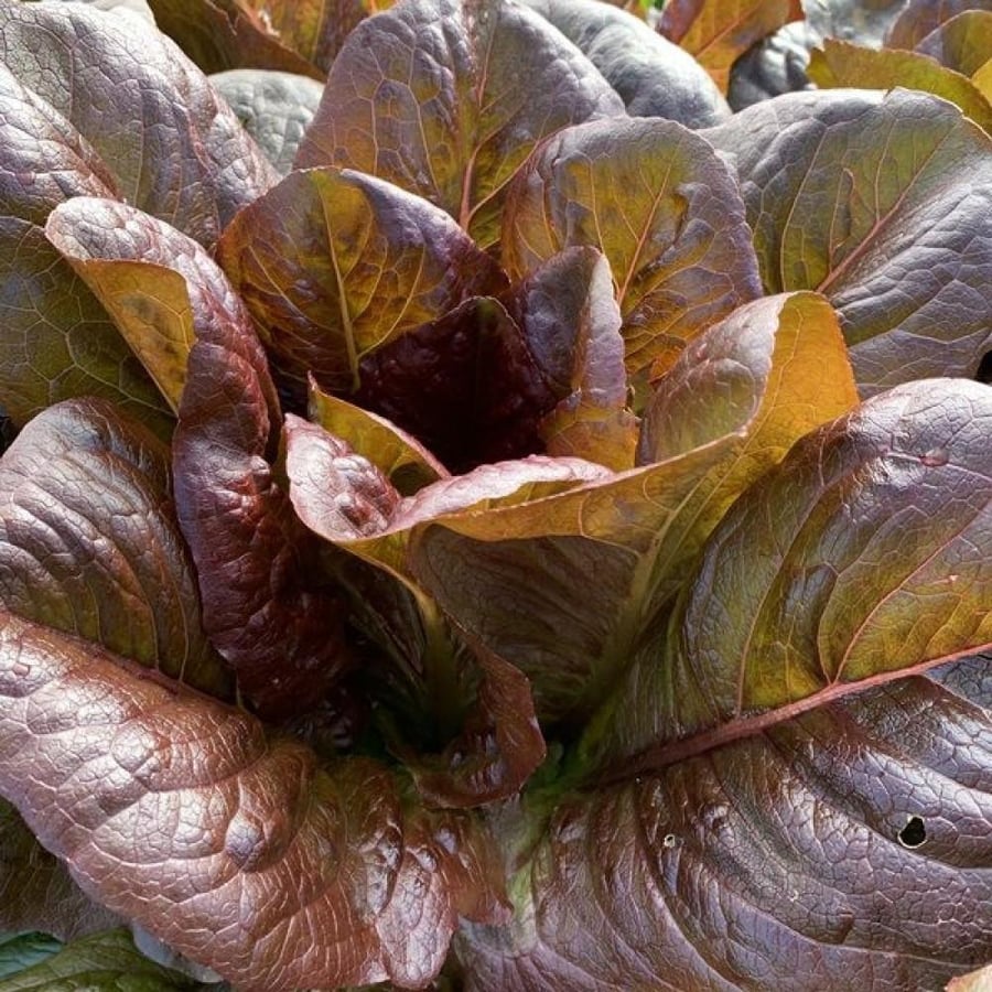 بذور الخس الارجواني - الأحمر ( Lactuca sativa )