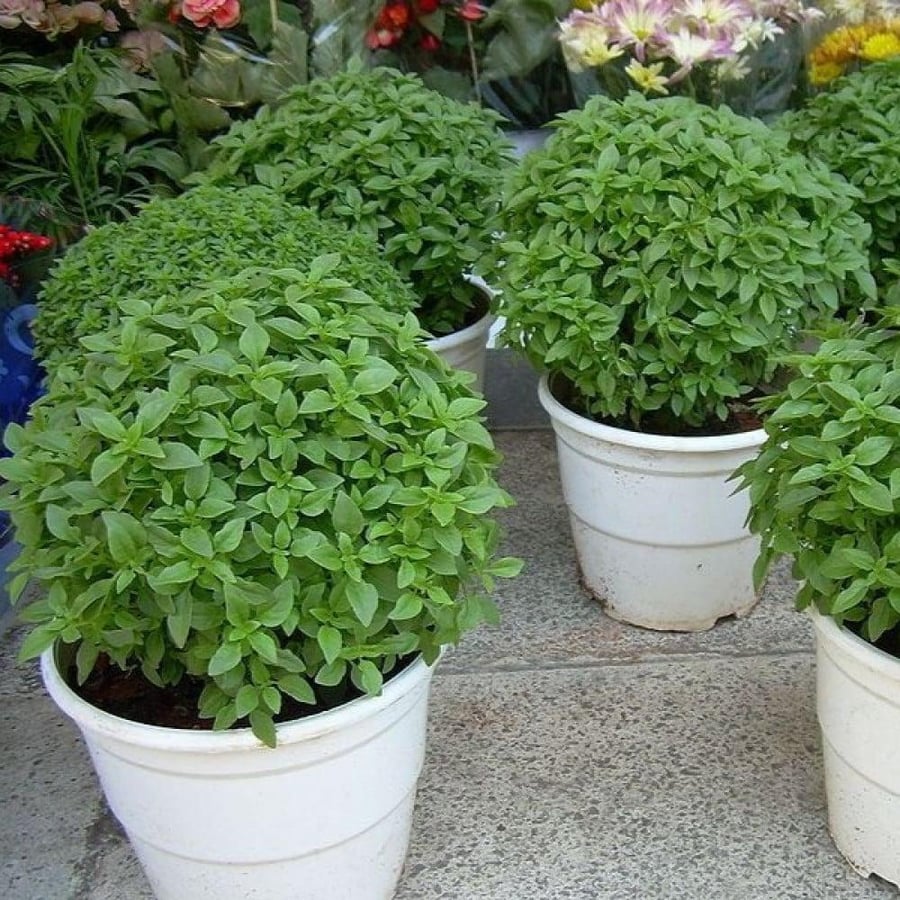 بذور الريحان الصغير الحار
