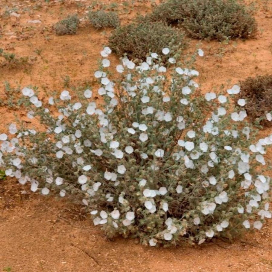 بذور الرخامى ( Convolvulus buschiricus )