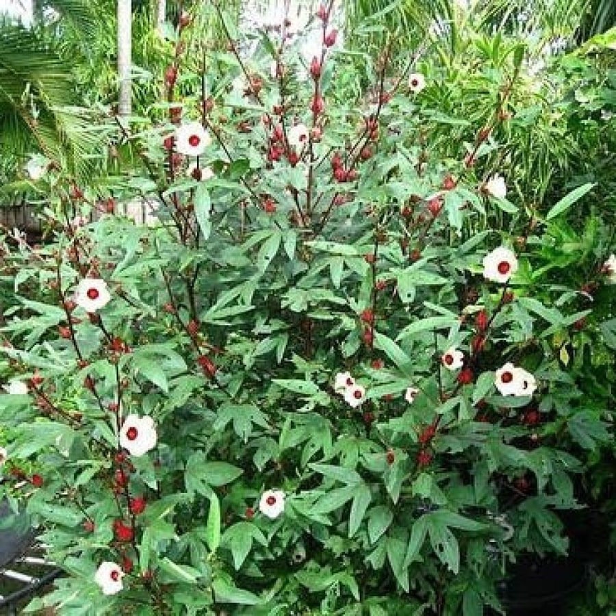 بذور الكركديه ( Hibiscus sabdariffa )