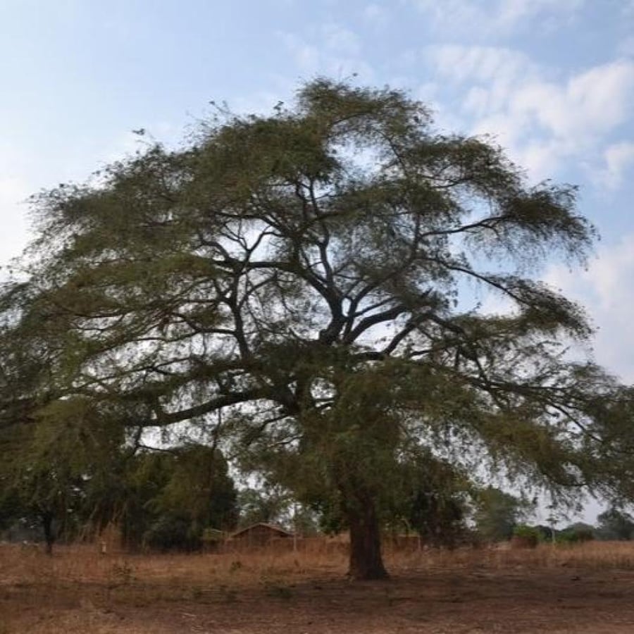 بذور الحراز النادرة - السنط الابيض ( Faidherbia Albida )