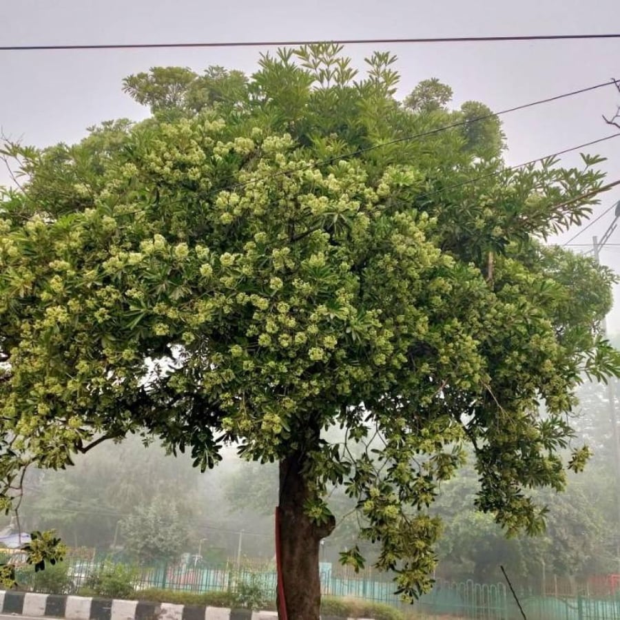 بذور الستونيا - شجرة المليون زهرة ( Alstonia scholaris )