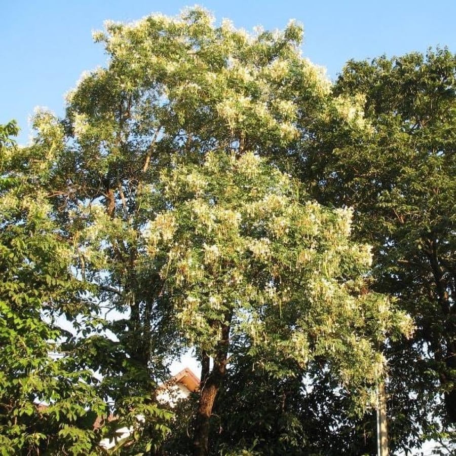 بذور شجرة ملنجتونيا العطرية ( Millingtonia Hortensis )