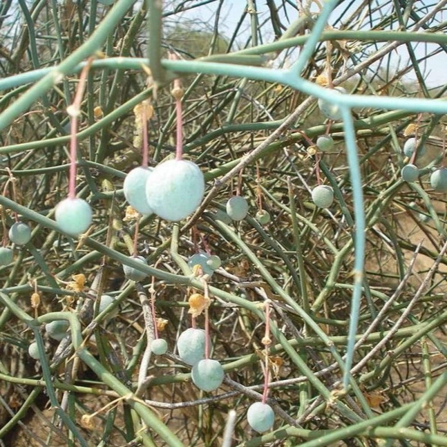 بذور شجرة التنضب النادرة الكرز البري  Capparis Decidua