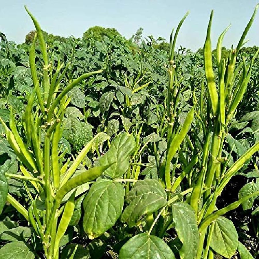 بذور نبات القوار ( Cyamopsis tetragonoloba )