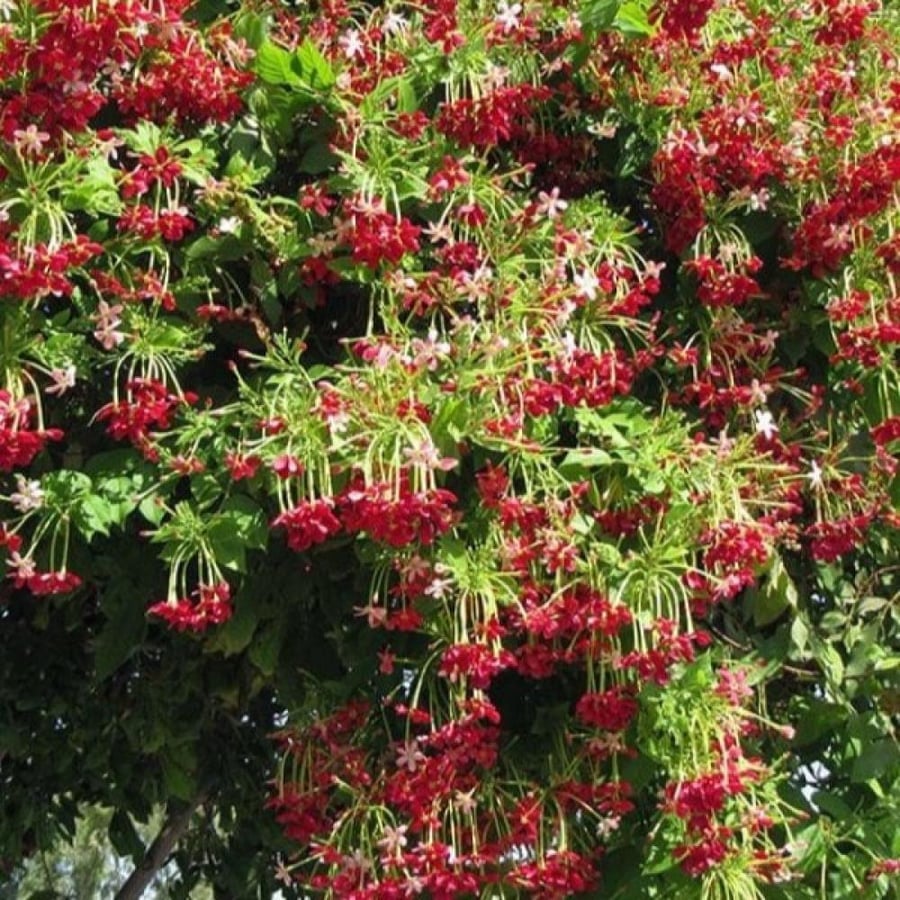 seeds of Combretum indicum