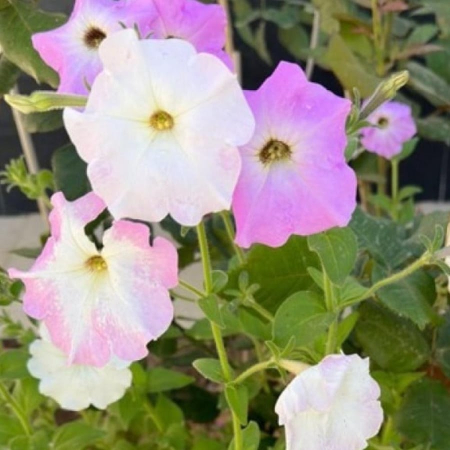 بذور زهرة البيتونيا ( petunia hybrida )