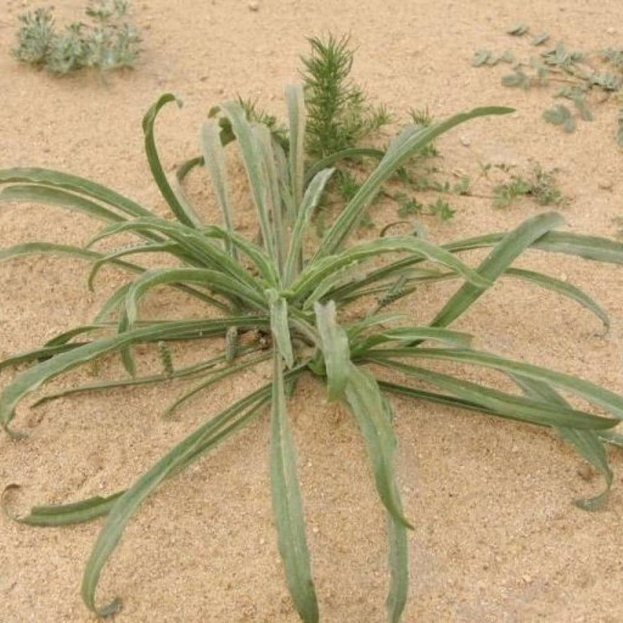 الربلة
