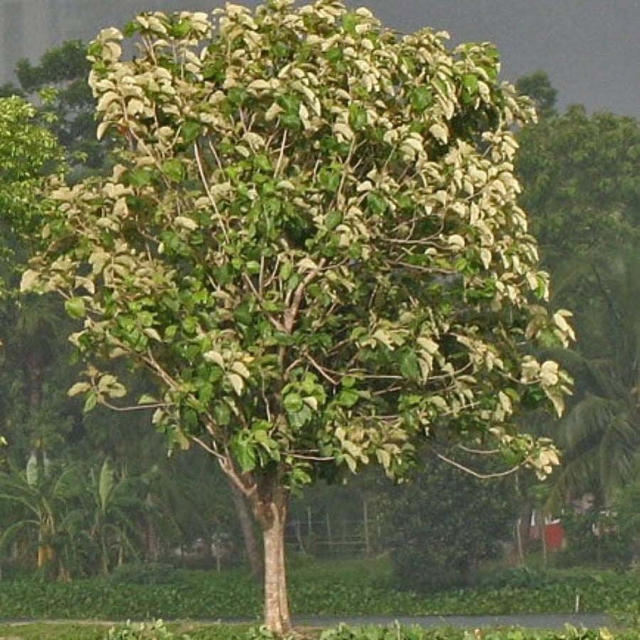 زهور شجرة التيك Tectona grandis