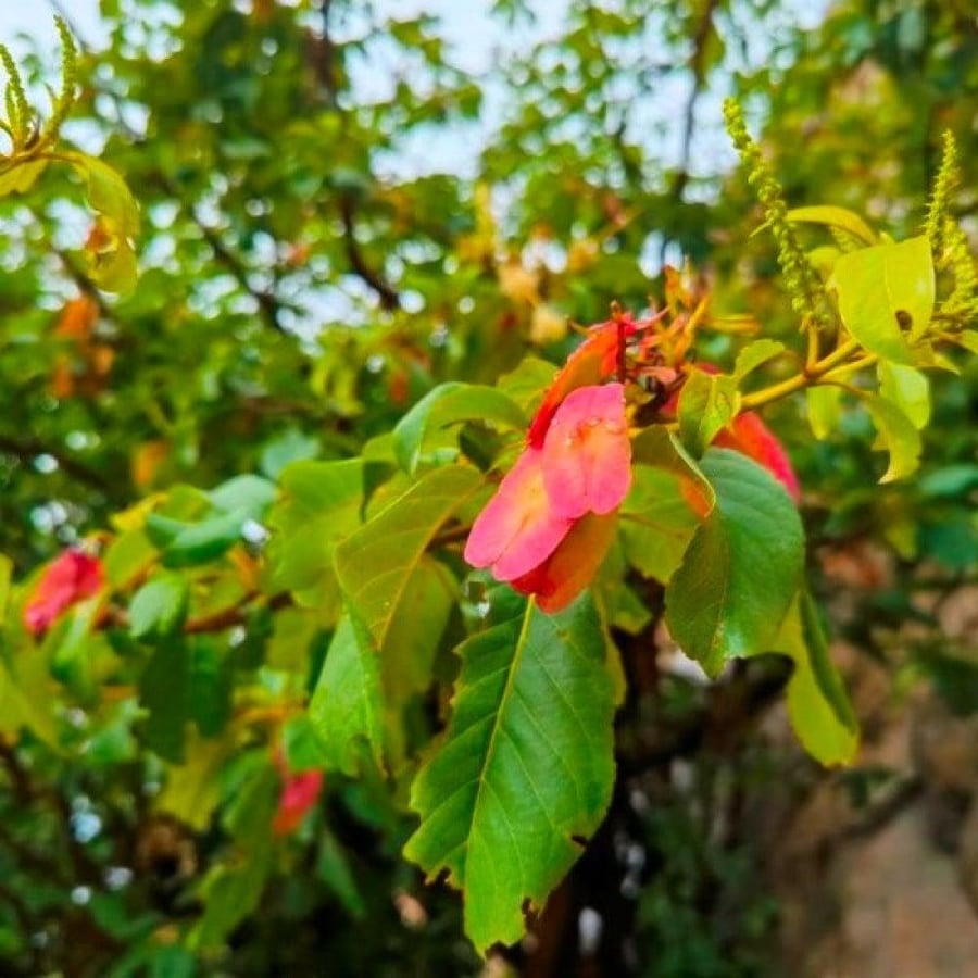بذور شجرة الثعب ترمناليا بروني Terminalia Brownii